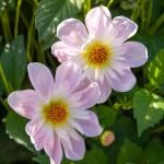 Bulbes à fleurs à planter au printemps - Dahlia Collerette Teesbrooke Audrey (x1) - face recto